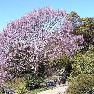 3 részes paulownia fa térelválasztó paraván 132x170cm